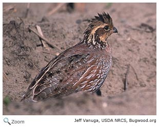 Bobwhite