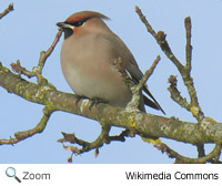 Bohemian Waxwing