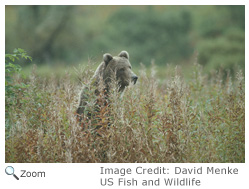 Brown Bear