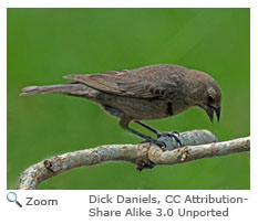 Brown-headed Cowbird