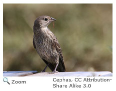 Brown-headed Cowbird