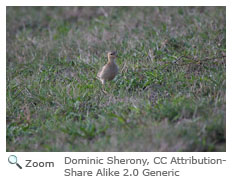 Buff-breasted Sandpiper