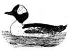 Bufflehead