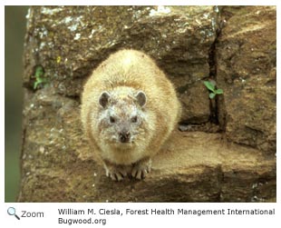 bush hyrax