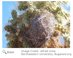 Cactus Wren