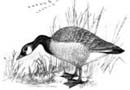 Canada goose