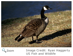 Canada Goose