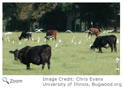 Cattle Egret