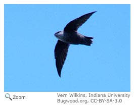 Chimney Swift