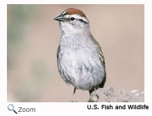 chipping Sparrow