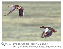 Bairds sandpiper