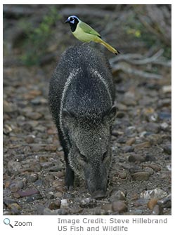 Collared Peccary