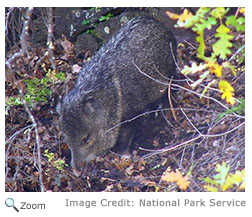 Collared Peccary