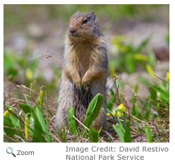 columbian ground squirrel