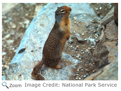 columbian ground squirrel