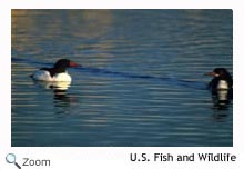 Common Merganser