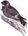 Common Nighthawk