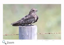 Common Nighthawk