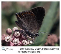 Coral Hairstreak