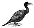 double-crested cormorant