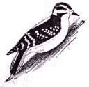 downy woodpecker