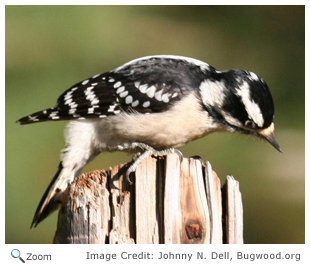 Downy Woodpecker