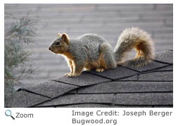 fox squirrel