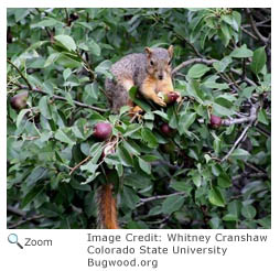 fox squirrel