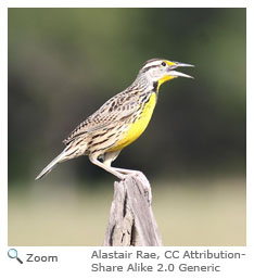 Eastern Meadowlark