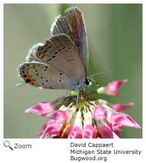 Eastern Tailed Blue