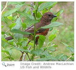 Eastern Towhee