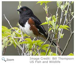 Eastern Towhee