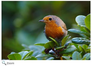 European Robin