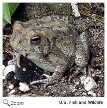 Fowler's Toad