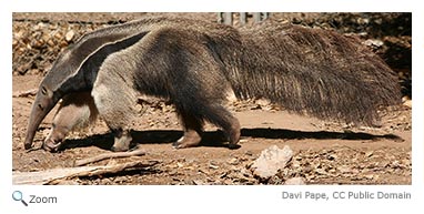 Giant Anteater