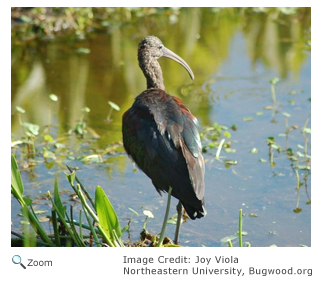 Glossy Ibis