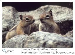 Golden-mantaled Ground Squirrel