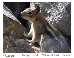 Golden-mantaled Ground Squirrel