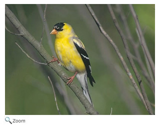 Goldfinch