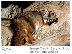 Gray Fox