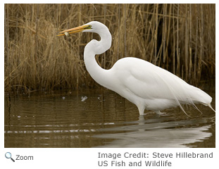 Great Egret