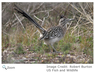 Greater Roadrunner