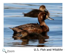 Greater Scaup