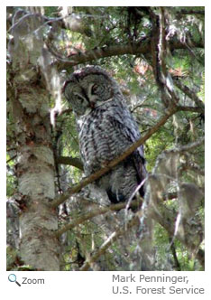 Great Gray Owl