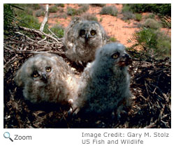 Great Horned Owl