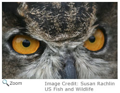 Great Horned Owl