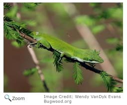 Green Anole