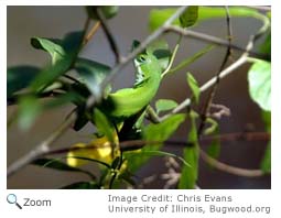 Green Anole