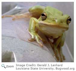 Green Treefrog