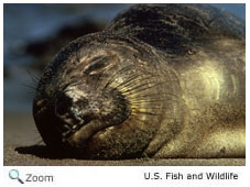 Harbor Seal